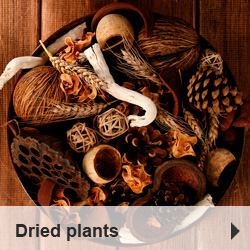 Dried exotics flowers and plants
