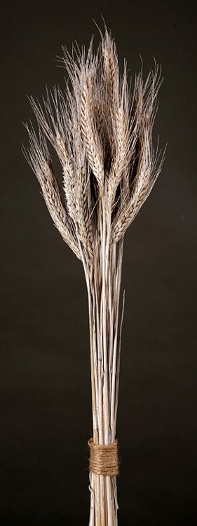 Ears of grain, white, 60-70 cm, ca. 24 pcs.
