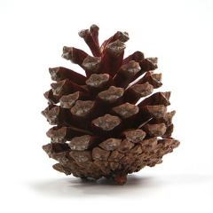 Mountain pine cone, 12 pcs/pkg 