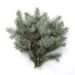 Natural silver spruce, bunch of 3 twigs, ca. 30 cm