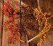 Canella Zweige mit Früchte, 3 Stücke, 20-30 cm, gelb-orange-braun