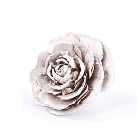 Róża cedrowa  CENA ZA OPAKOWANIE 6  szt biała