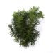 Gałązka świateczna Cis naturalny wiązka 3 gałązki ok 30 cm-roślina żywa zieleń cięta