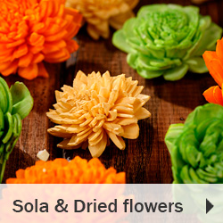 Sola and Dried fowers plants
