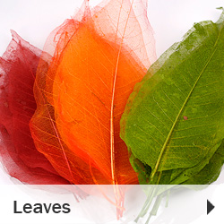 Leaves