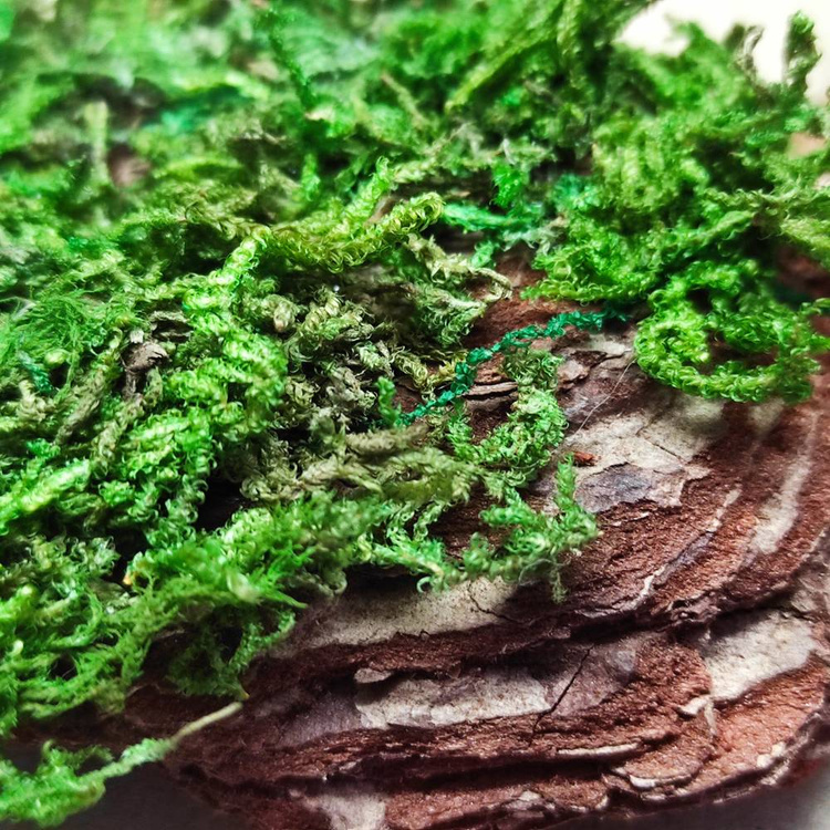 Dried bark decorated with moss-5-7 pieces
