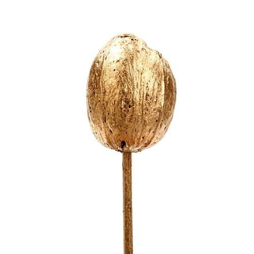 Exotic fruits on stick 6 pcs/pkg - 30 cm, gold
