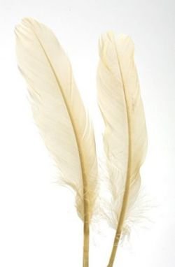 Feathers 19 cm 10 pcs/pkg - cream colour