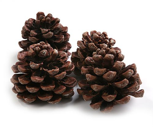 Pinus cone 6-8 cm