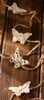 Birchen butterfly ca.200 cm