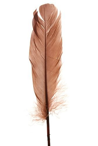 Federn 19 cm 10 Stck - braun
