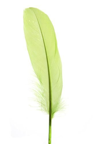 Federn 19 cm 10 Stck - grün