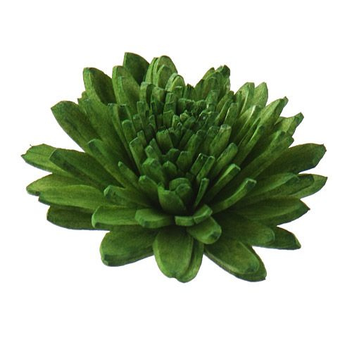 Zinia blumen, 3 cm, 48 Stck - dunkles Grün