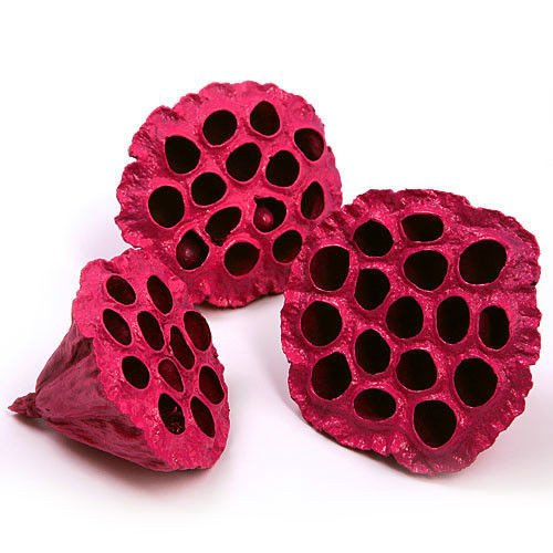 Lotos gefärbt Durchmesser 6-8 cm 6 Stck Fuchsie
