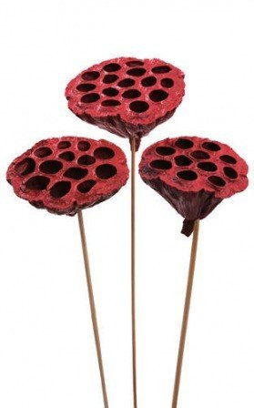 Lotos am Stäbchen gefärbt Durchmesser 6-8 cm 6 Stck weinrot