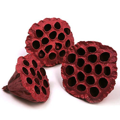 Lotus dyed diameter 6-8 cm 6 pcs/pkg claret