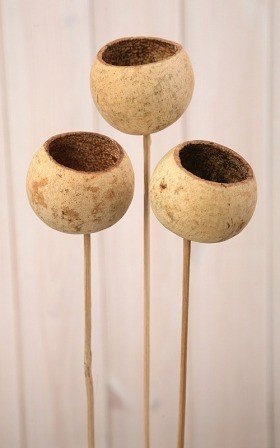 Bell cup on stick, 12 pcs/pkg, natural