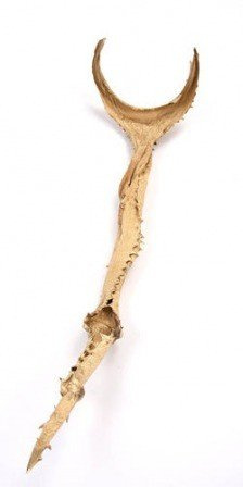 Aloes złoty ok 40 cm