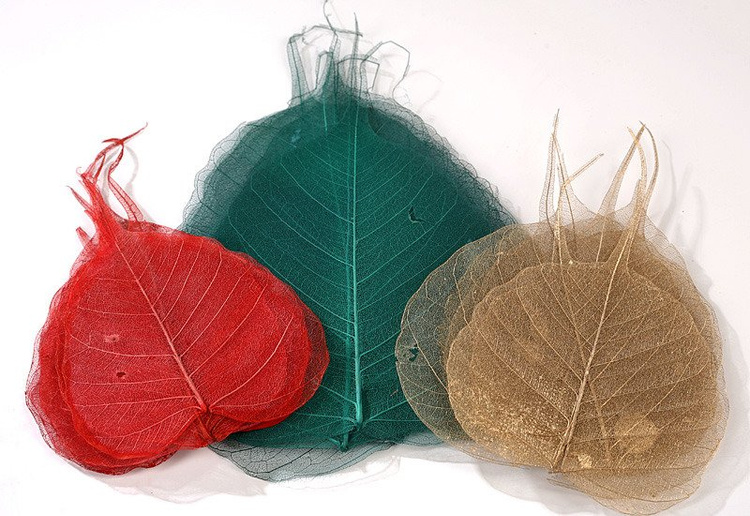 Skeleton leaves, 10-20 cm Christmas mix 30 pcs/pkg
