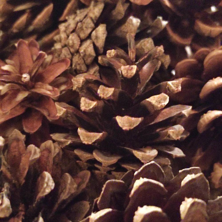 Szyszki naturalne mix gatunków 35–40 szt. do dekoracji świątecznych i zimowych DIY