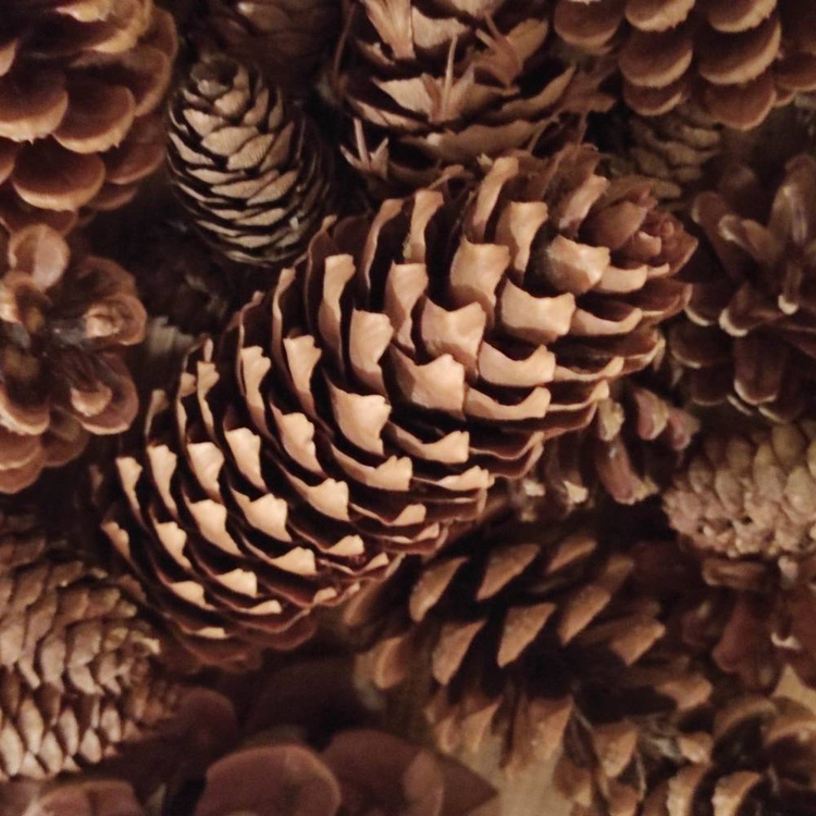 Set of dried cones: pine,pine,larch,douglas fir, beech 35-45 pcs.