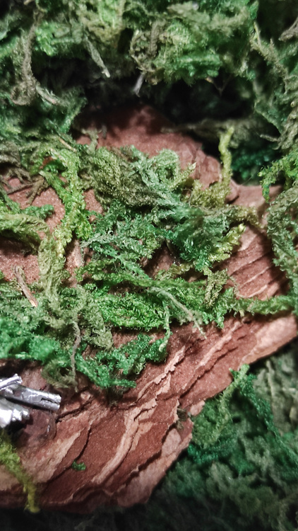 Naturalne dekoracje świąteczne z mchu i drewna – pomysły na stroiki DIY