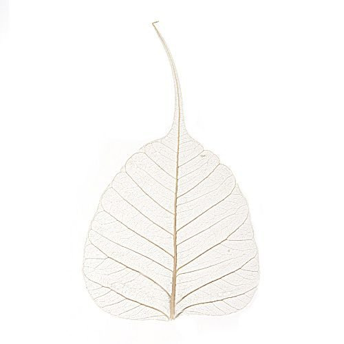 Skeleton leaves, 10 cm, 50 pcs/pkg
