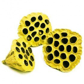 Lotos gefärbt Durchmesser 6-8 cm 6 Stck gelb