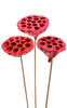 Lotos am Stäbchen gefärbt Durchmesser 6-8 cm 6 Stck rot