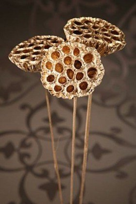 Lotos am Stäbchen gefärbt Durchmesser 8-10 cm 6 Stck