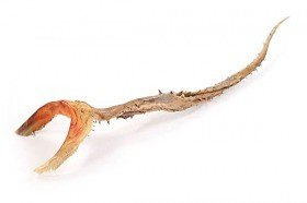 Trockene Aloe, 50 cm