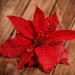 poinsettia, glittered, red, 12 cm