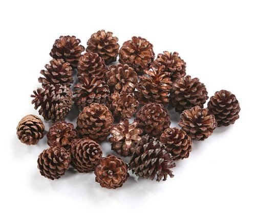Mountain pine cone, 12 pcs/pkg 