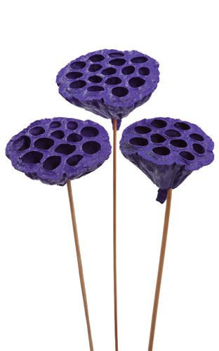 Lotos am Stäbchen gefärbt Durchmesser 6-8 cm 6 Stck violett