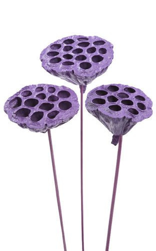 Lotos am Stäbchen gefärbt Durchmesser 6-8 cm 6 Stck helles Violett