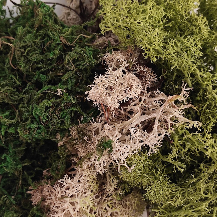 Mech dekoracyjny 1L GrandDeco – chrobotek zielony i biały, mech leśny, do stroików DIY