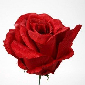 Artificial roses developed heads Red 3 pcs / pack
