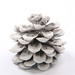 Großer Pinus Pinea ca. 6-9 cm weiß 