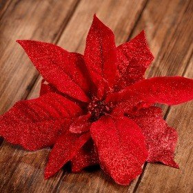 Poinsettie, brokaten, rot, 12 cm
