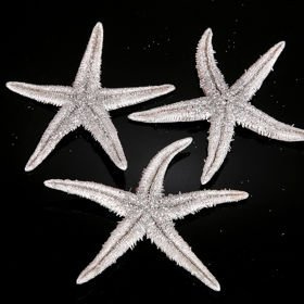 Starfish, diameter 6-8 cm