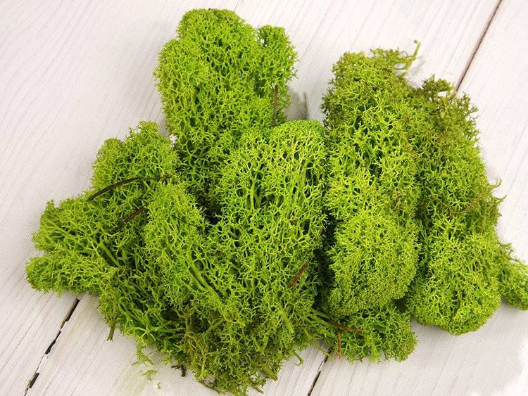 Moss Chrobotek decorations 50g green