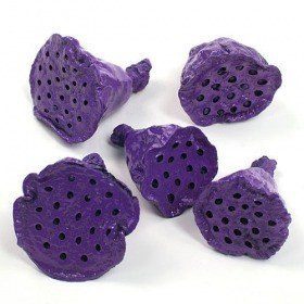 Lotos mini lackiert 12 Stck dunkles Violett