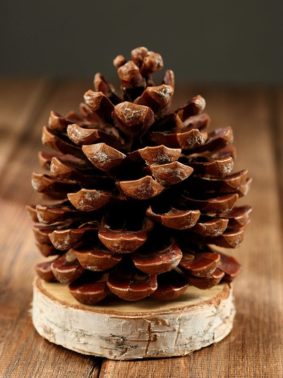 cone on a birch base