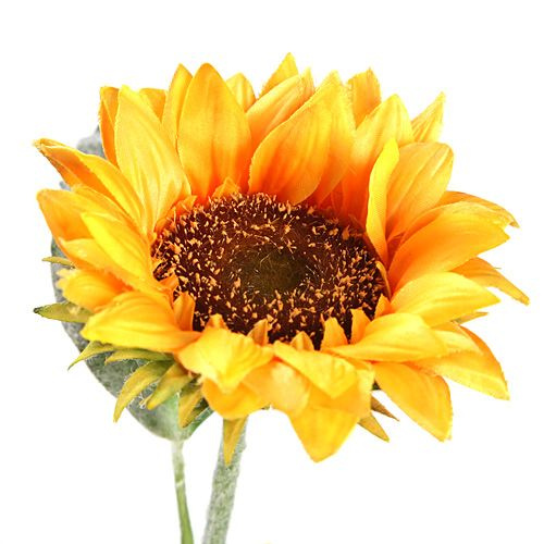 Sonnenblume drei Blüten 90 cm