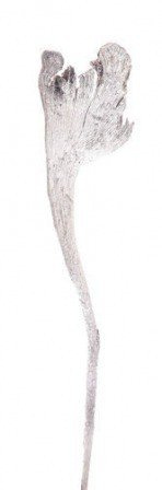 Bleached Natraj, 40-50 cm, 1 pcs.