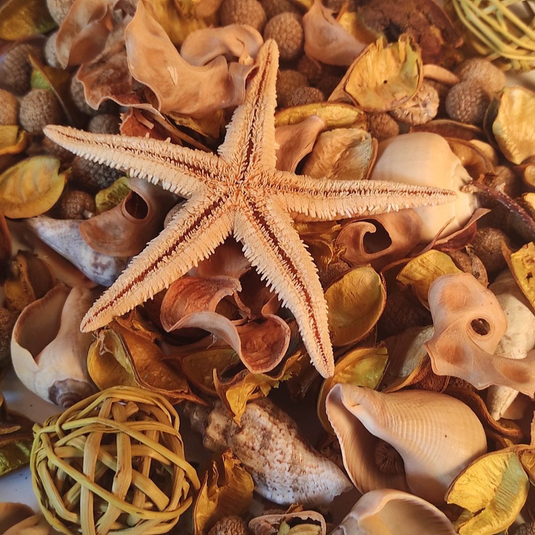 Natural Summer Potpourri 