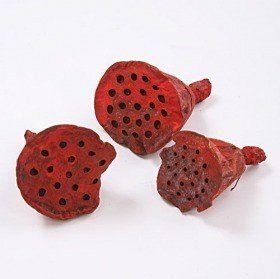 Lotus 2-3 cm 12 pcs orange
