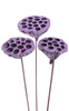 Lotos am Stäbchen gefärbt Durchmesser 6-8 cm 6 Stck helles Violett