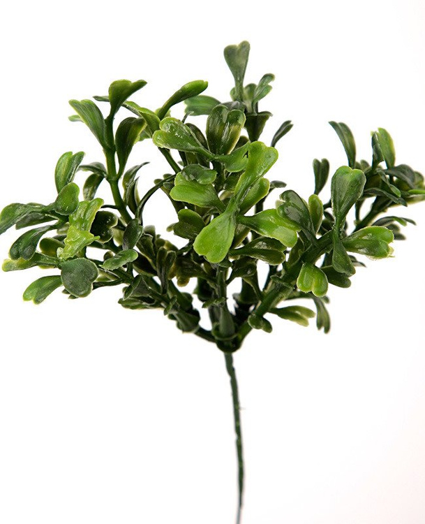 Blueberry 23 cm