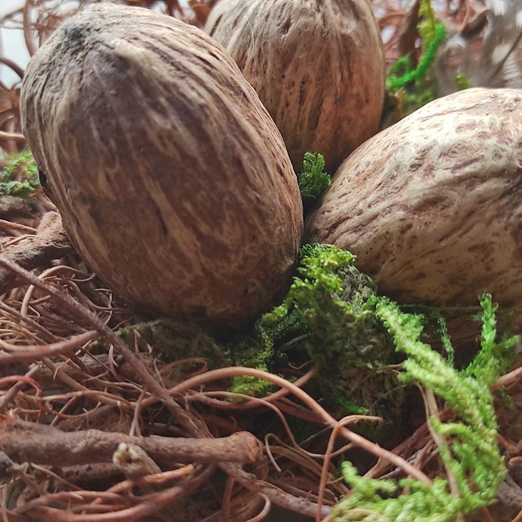 Natural nest 8-12 cm 